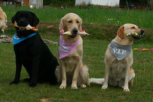vítězové Miss pes: Mailo, Lara a Peggy