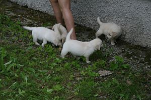 ... Lara (vzatu u zdi) ...