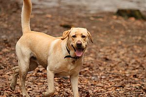 Nový kamarád labrador Charlie.